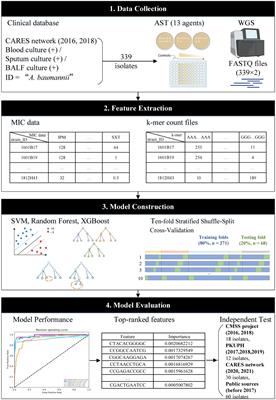 Machine learning and feature extraction for rapid antimicrobial resistance prediction of Acinetobacter baumannii from whole-genome sequencing data